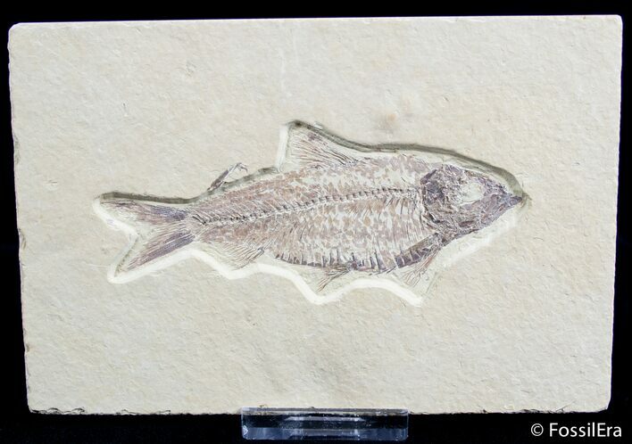 / Inch Knightia Fossil Fish #2573